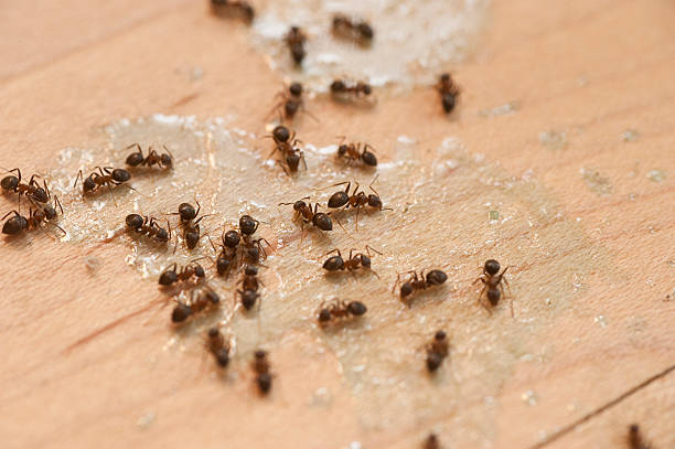Best Pest Removal Services  in Brooklyn, NY